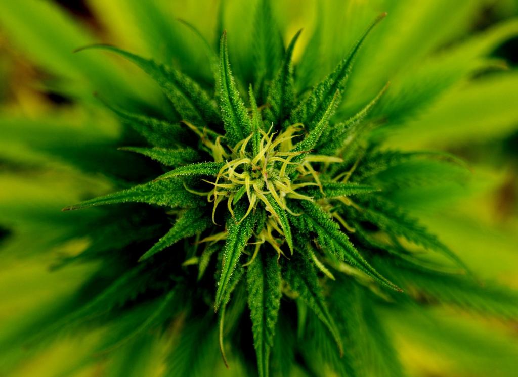 Kwiat marihuana Fot. Fotbias_Pixabay