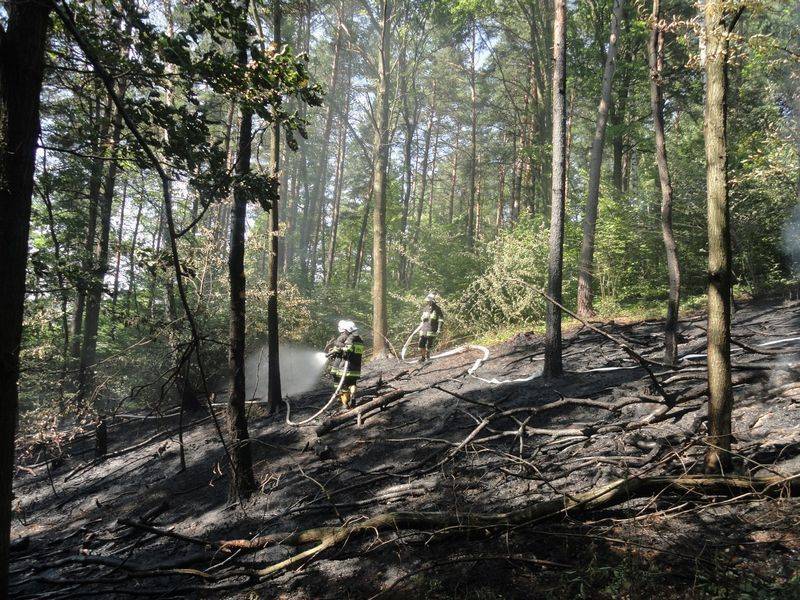 Pożar ściółki leśnej w Lipiu