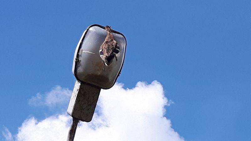 Kaczka uwięziona na latarni w Powroźniku
