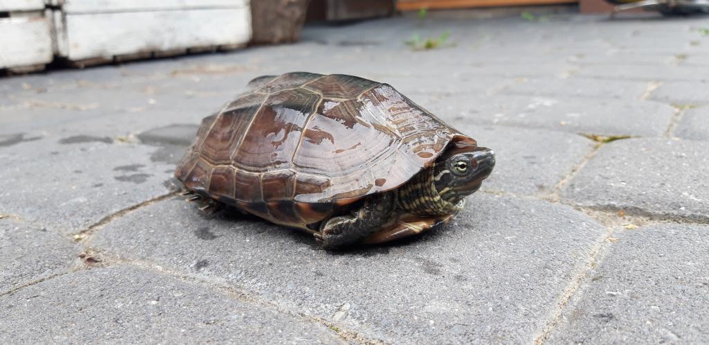 Nie zgubiliście przypadkiem żółwia? Ten osobnik prawie wpadł pod auto w Nowym Sączu