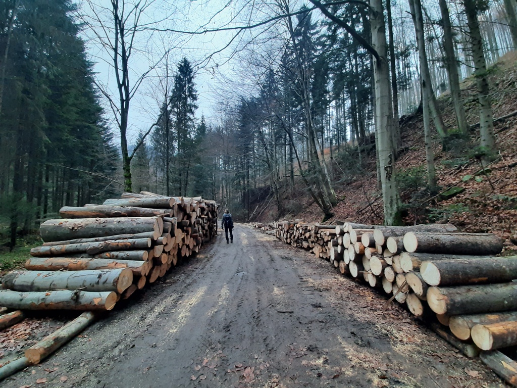 Piwniczna-Zdrój: tę „dewastację” lasu zawsze zatwierdza minister środowiska