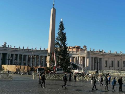 Zapraszamy na plac św. Piotra w Rzymie, gdzie właśnie stawiają bożonarodzeniową choinkę