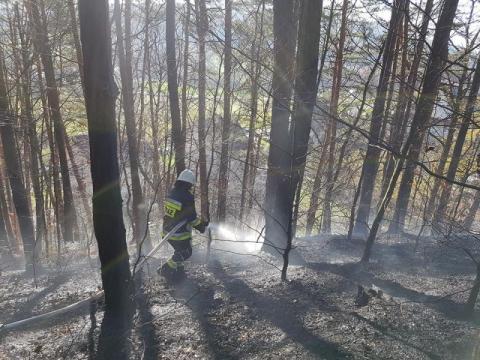Kilkudziesięciu strażaków gasi pożar. Płonie las w Kamionce Małej 