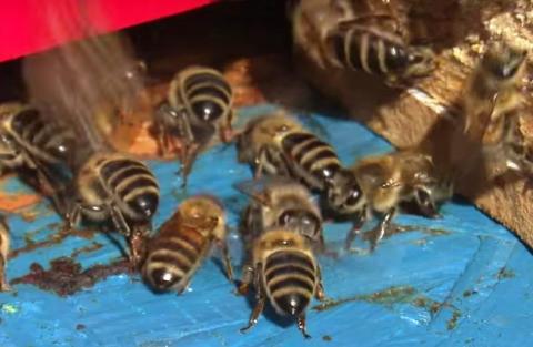 Szerszenie zaatakowały pszczółkę Maję