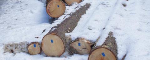 Wycinka drzew w Krynicy. Reakcja radnych na petycję kryniczan w tej sprawie