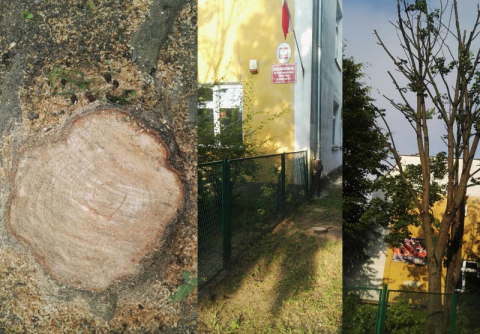 Nowy Sącz: „Masakrują” drzewa przy Barbackiego? Kogo chce chronić szkoła?