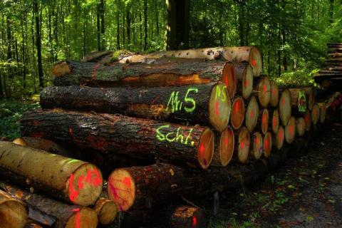 Ile kosztuje drewno opałowe? Można je dostać w Nadleśnictwie Nawojowa