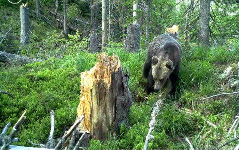 To już najazd niedźwiedzi na nasz region? Zrobili fotę z bliska miśkowi