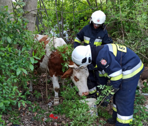 Posadowa Mogilska: Krowa utknęła w potoku. Pomogli jej strażacy	