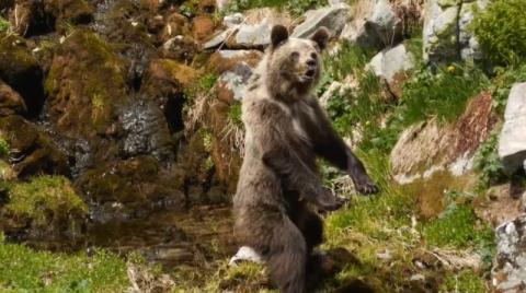 Przez niedźwiedzia turyści mało nie padli na zawał. Przeżyli w naszych górach sceny jak z horroru