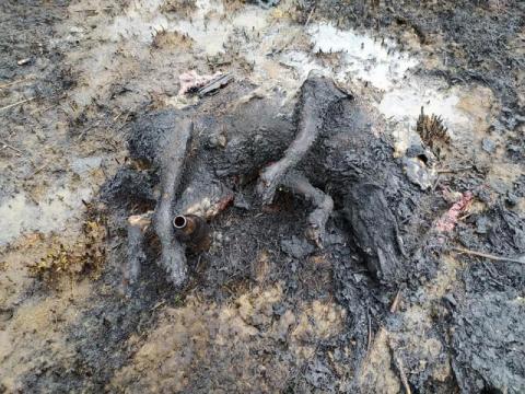 Trawy wciąż płoną. W pożarze zginęło zwierzę, które spłonęło żywcem