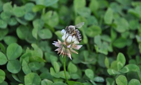 Biecz: gmina zapłaci 320 tysięcy złotych odszkodowania za wytrucie pszczół