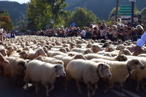 Tysiące owiec przeszło ulicami Szczawnicy. Jesienny redyk do miasta przyciągnął tłumy turystów