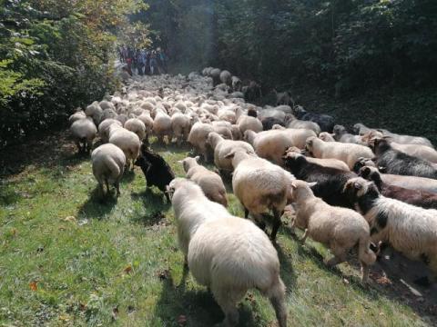 Owce znowu przemaszerują przez gminę Łącko. Pora na kolejny jesienny redyk [WIDEO]