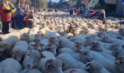 Jesienny redyk w Szczawnicy. Tysiące owiec przeszło ulicami miasta