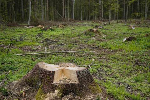 Kara za niezgłoszenie wycinki w prywatnym lesie. Możesz dostać spory mandat