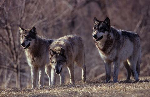 Limanowszczyzna: wilki znów ucztują. Zagryzły 7 owiec zaraz obok zabudowań