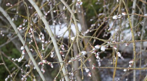 Krynica: na drzewach bazie i pierwsze krokusy, a 1 marca meteorologiczna wiosna