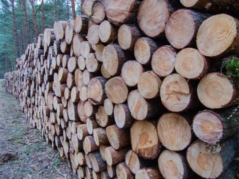 Lepiej zapłacić za drewno, niż karę. Co grozi za kradzież w Lasach Państwowych?