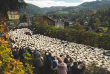 Jesienny redyk przyciągnął tłumy widzów. Dwa tysiące owiec przeszło ulicami miasta [ZDJĘCIA] 
