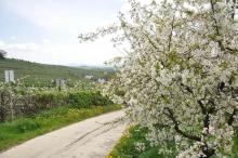 Stolica kwitnących sadów. Łąckie jabłonie i wiśnie okryte białymi kwiatami