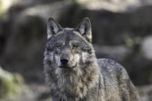 Podole Górowa: wilk porwał w nocy psa i paradował z nim w pysku po ulicy [FILM]
