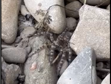 Zaskakujące odkrycie w Nowym Sączu! Nad brzegiem Kamienicy żyje tarantula? [ZDJĘCIA] [WIDEO]